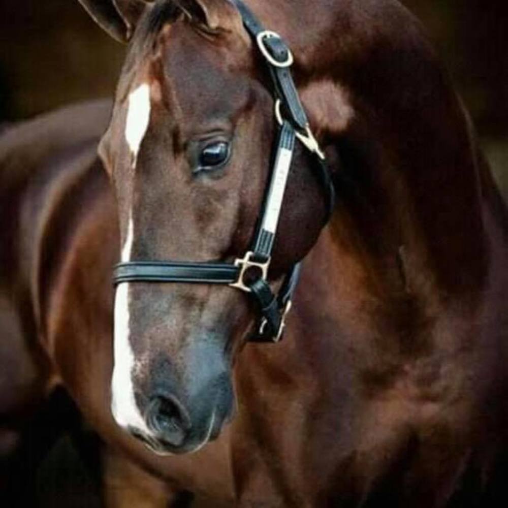 Meet your Posher, Kerrie